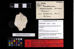 NHMW-GEO-2008z0169-0001_Ol_02.tifProtosphaeroma ernstbrunnense (Bachmayer, 1949)  (NHMW-GEO-2008z0169-0001)